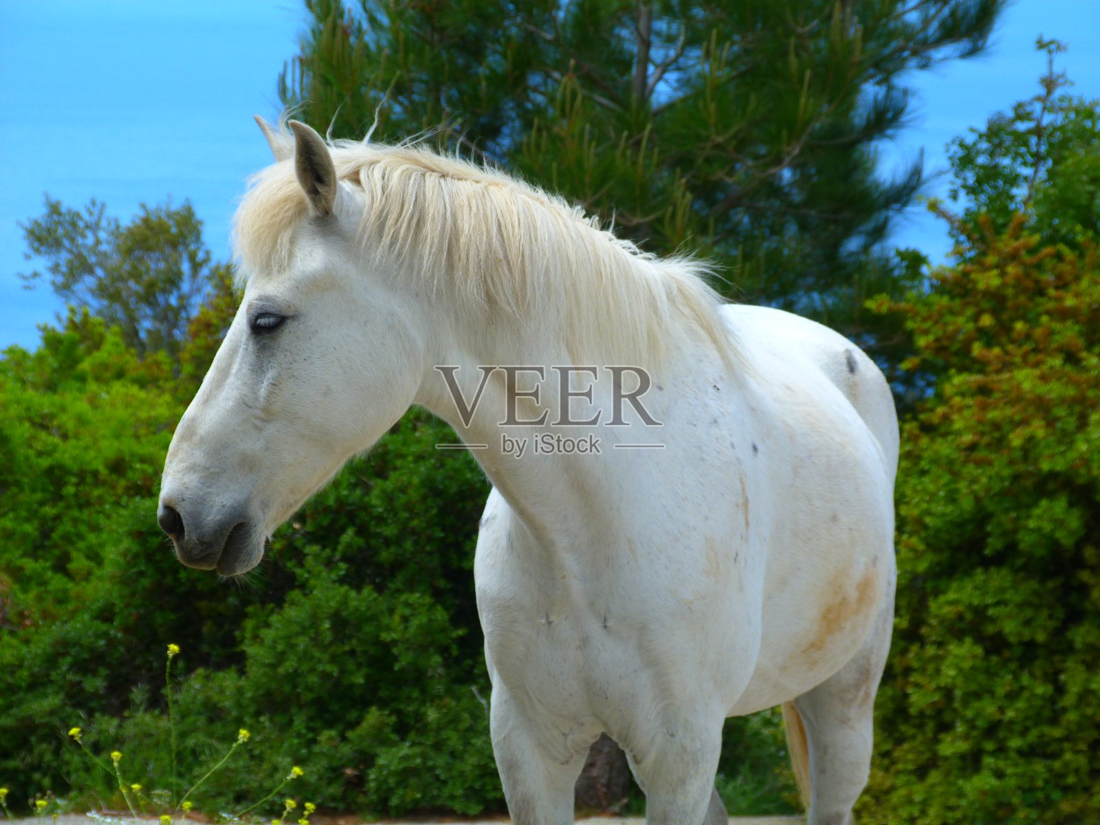 希腊佩里翁的一匹白马照片摄影图片