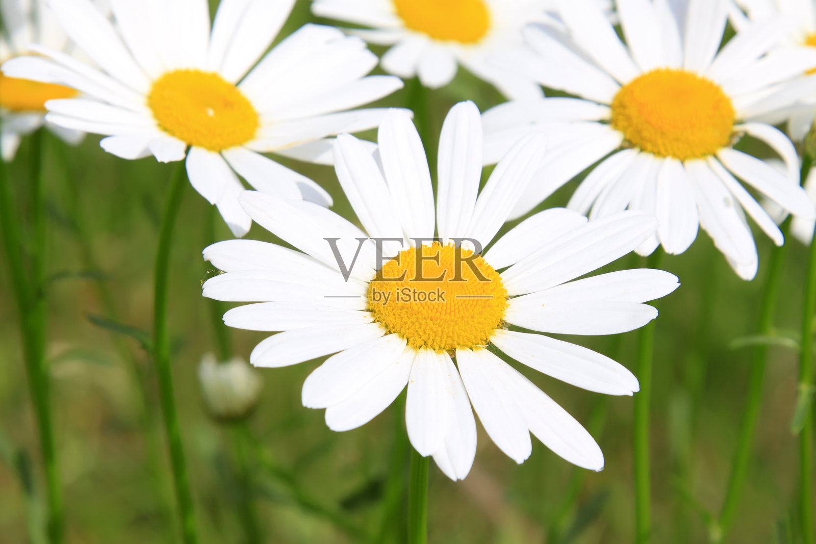 花园里的白色花朵照片摄影图片