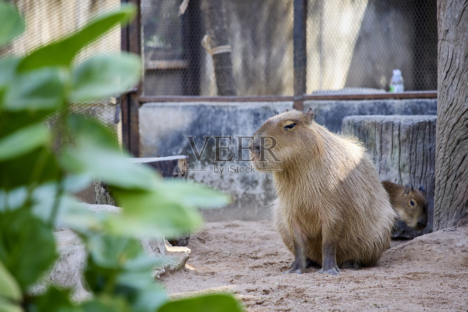 一只水豚坐在动物园的围栏里照片摄影图片