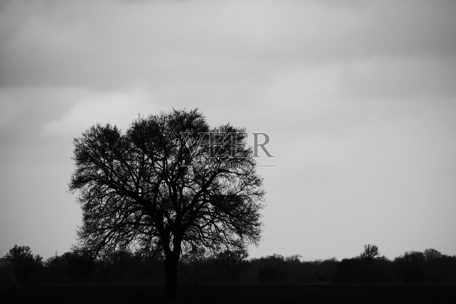 一棵巨大的树照片摄影图片