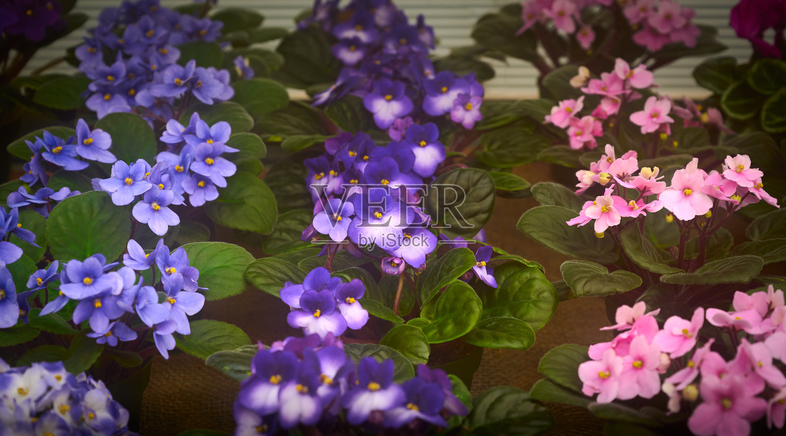 精致的紫罗兰花（非洲紫罗兰）在花盆中。选择性对焦。照片摄影图片