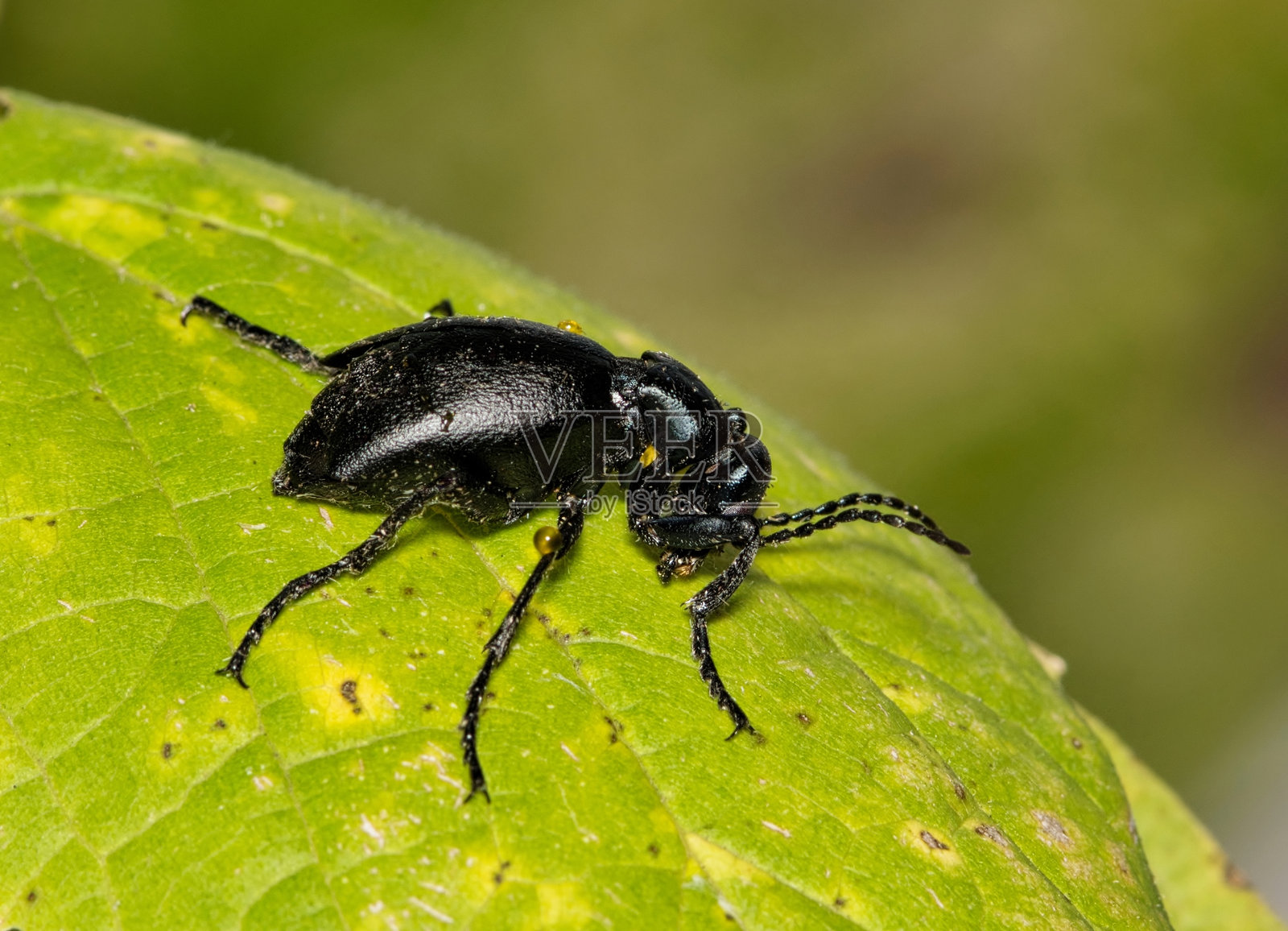 美国油甲虫（Meloe americanus）在叶子上的昆虫。照片摄影图片