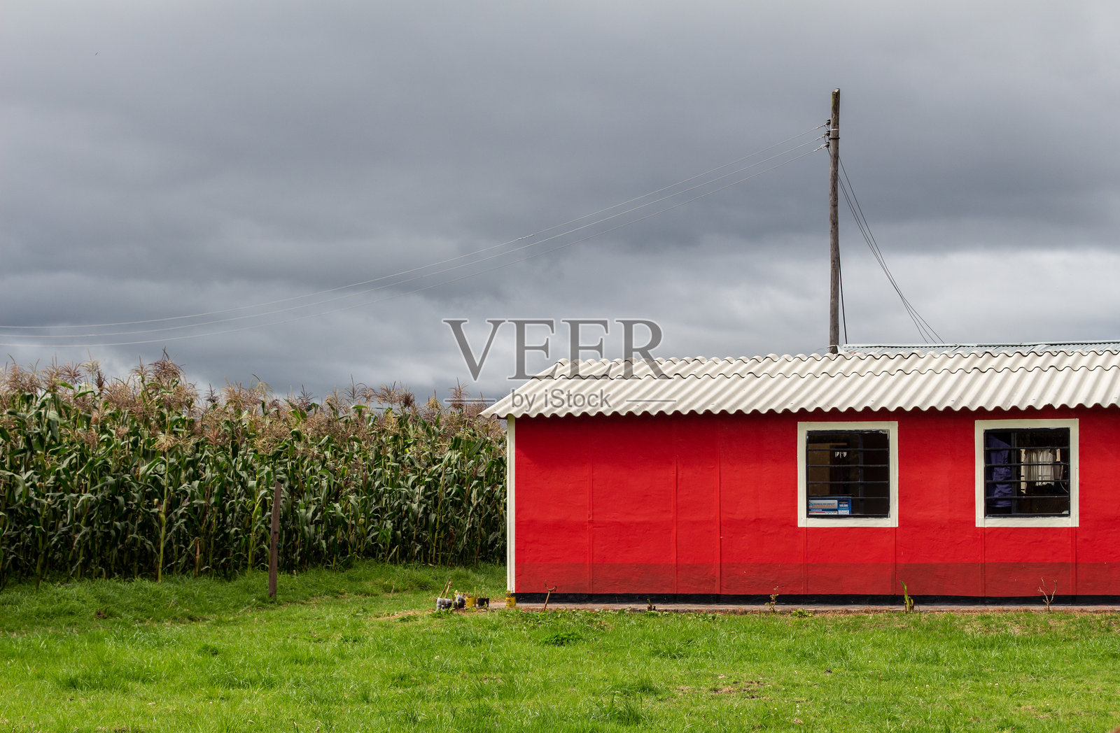 哥伦比亚昆丁马卡的天霍红色乡村农业房屋旁的玉米作物。照片摄影图片