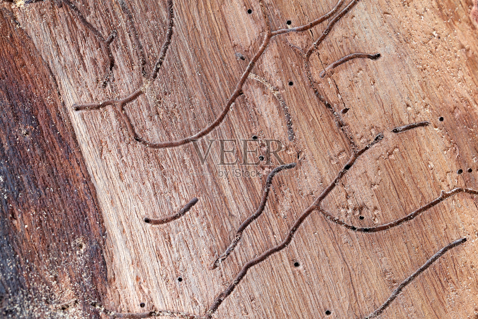 细致木纹特写，带有昆虫痕迹和印记照片摄影图片