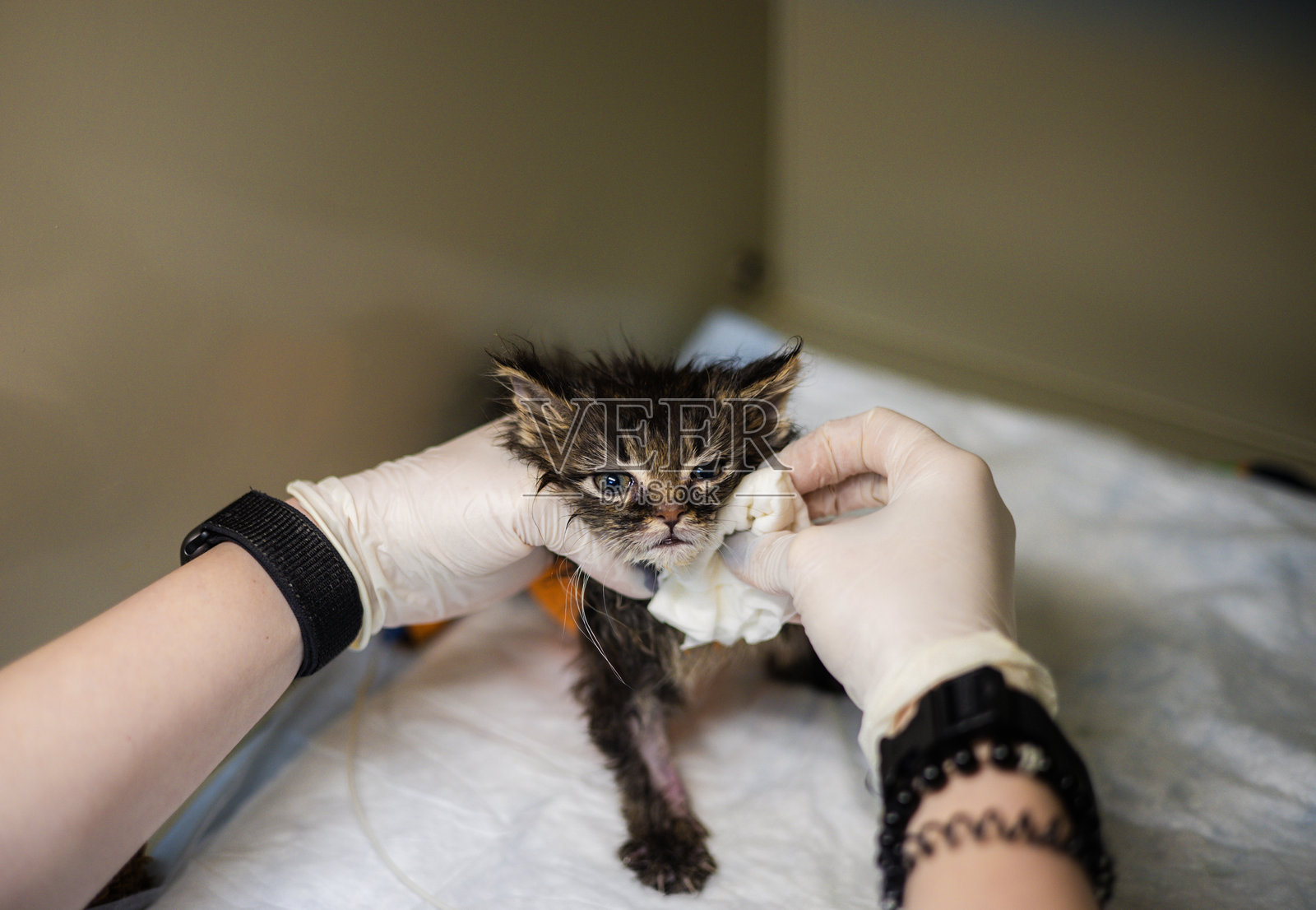 在兽医医院对小猫进行治疗。一位穿着手套的兽医在兽医诊所用纱布为一只湿漉漉的小黑猫提供必要的医疗护理。照片摄影图片