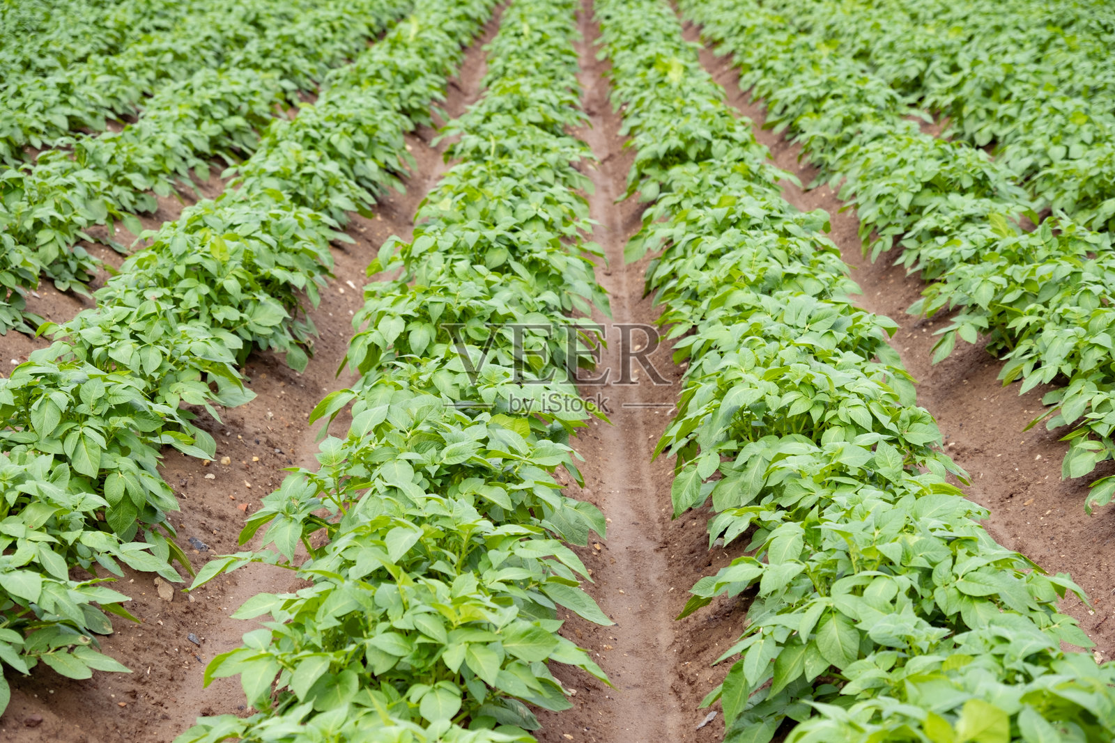 绿色土豆叶，块茎草本植物，马铃薯，农业场景，农田，农场生活照片摄影图片