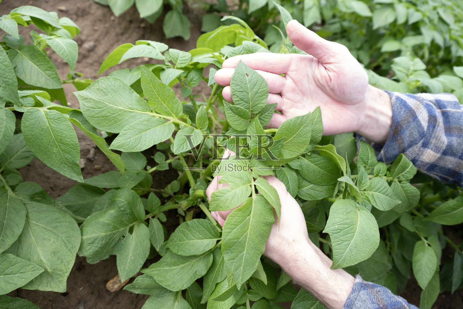 农民检查土豆作物的质量，植物健康的绿色土豆叶，块茎草本植物，马铃薯，农业场景，农田，农场生活照片摄影图片