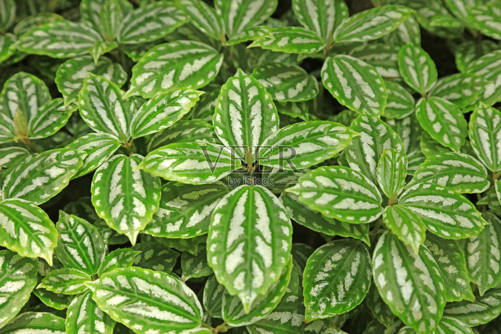 在公园里清除杂草照片摄影图片