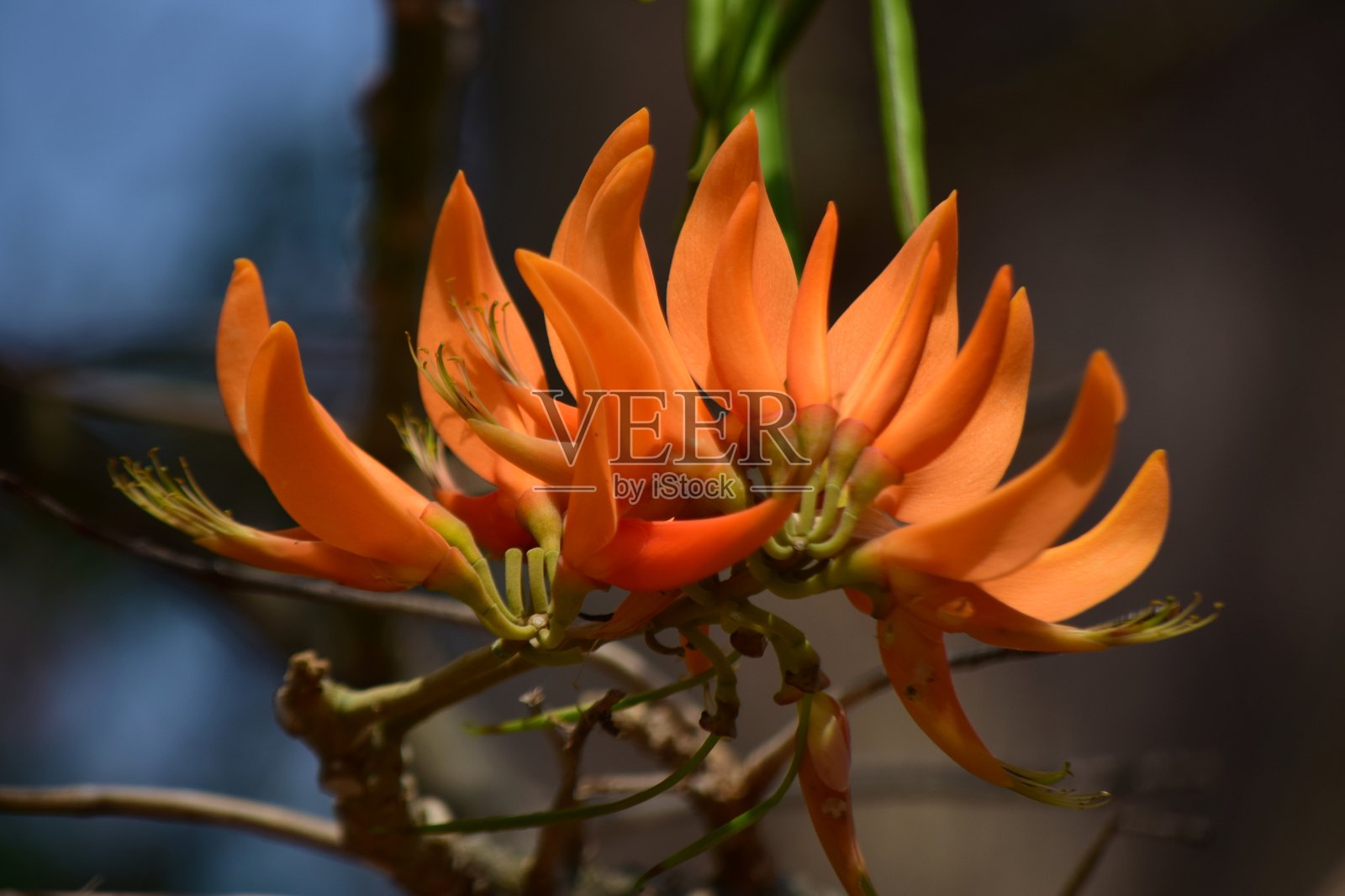 加拉加斯的花卉。照片摄影图片