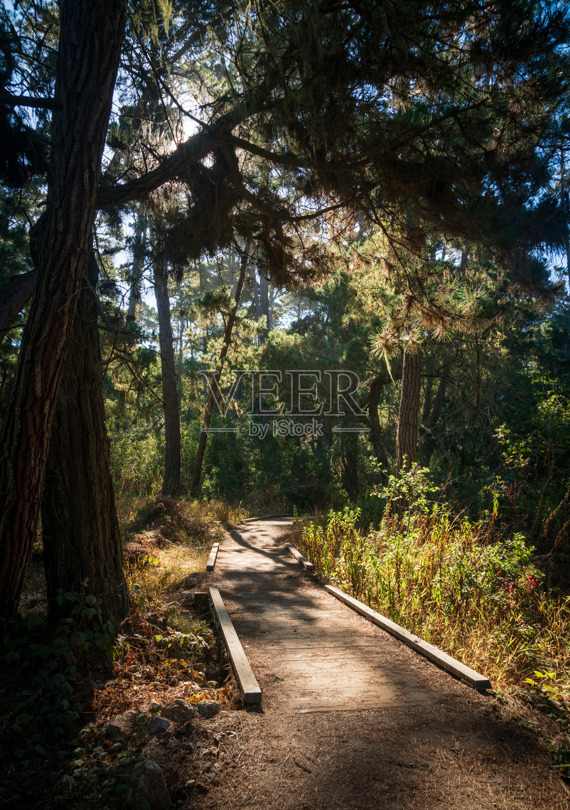 洛博斯州立自然保护区的小径照片摄影图片