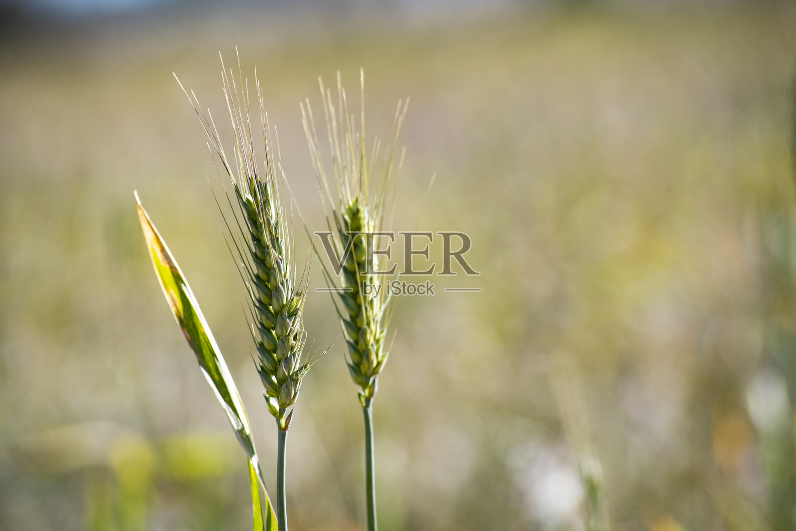 谷物田里的麦穗照片摄影图片