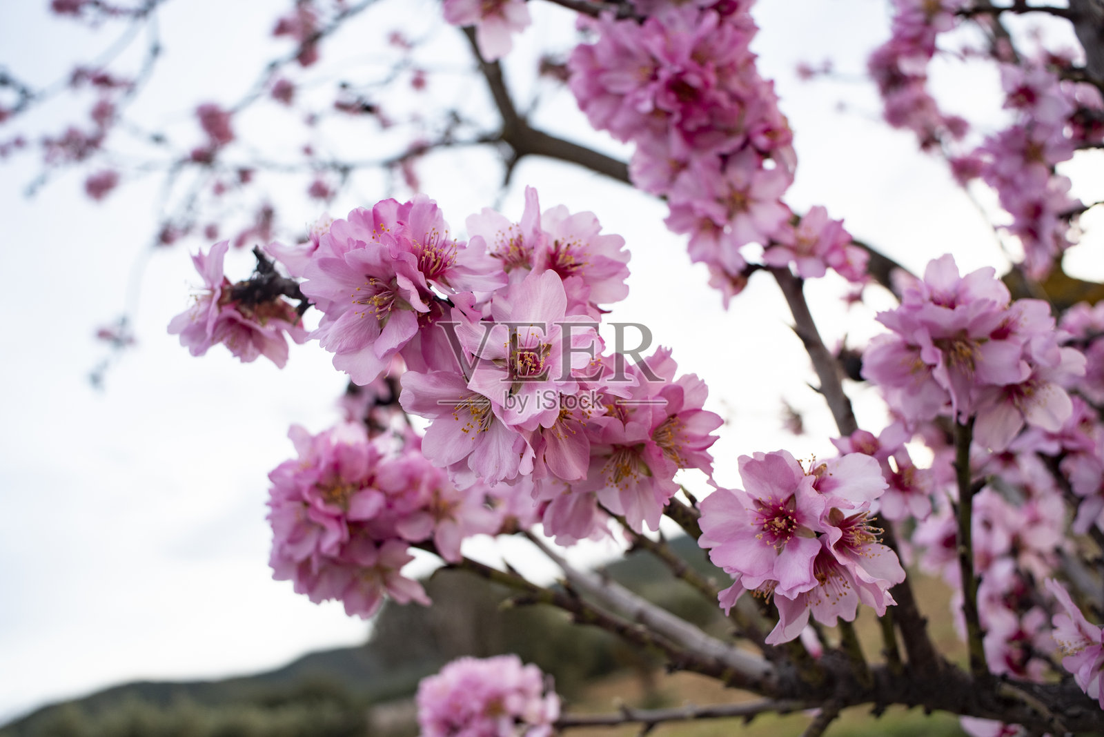美丽的杏花照片摄影图片