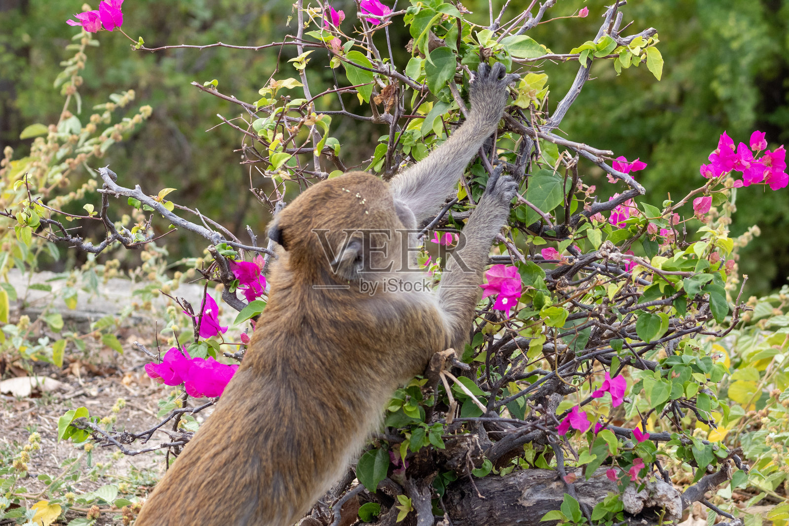 泰国的海滩和城市旅行照片摄影图片