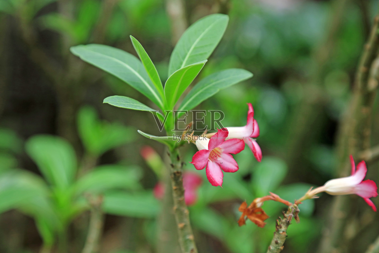 沙漠玫瑰，夹竹桃科植物在植物园中照片摄影图片