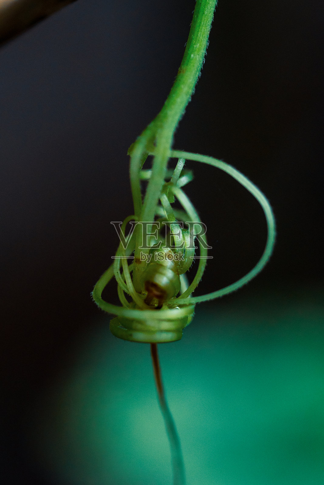 攀缘植物的复杂藤蔓照片摄影图片