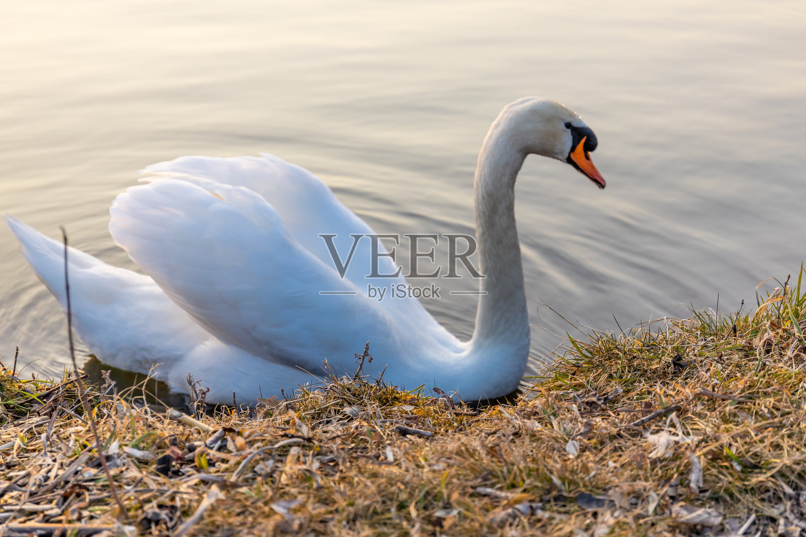 美丽的白天鹅在夕阳下的河中游泳照片摄影图片