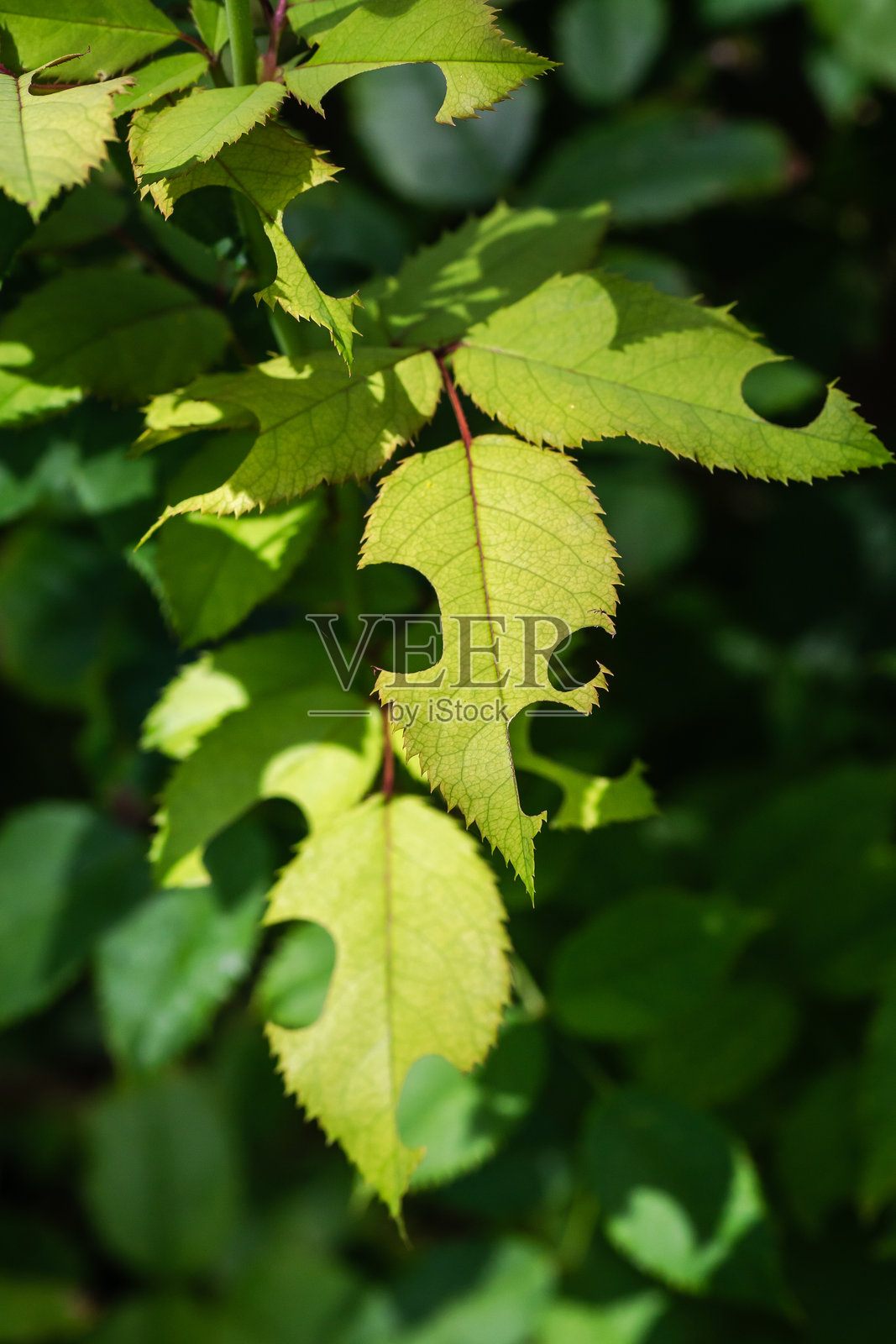 夏季花园照片摄影图片