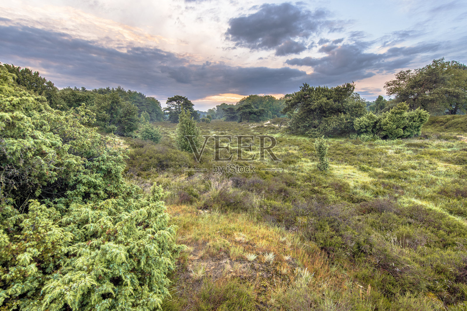 荷兰德温赫尔德的花卉荒地上的日出照片摄影图片