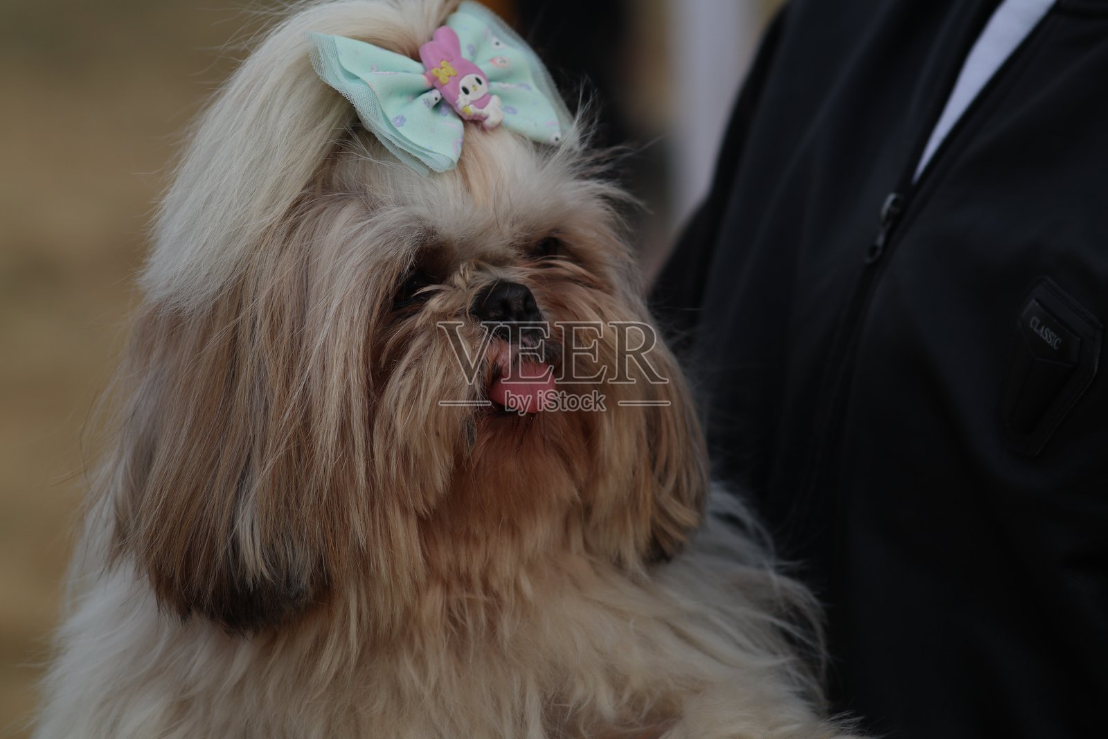 狮子狗照片摄影图片