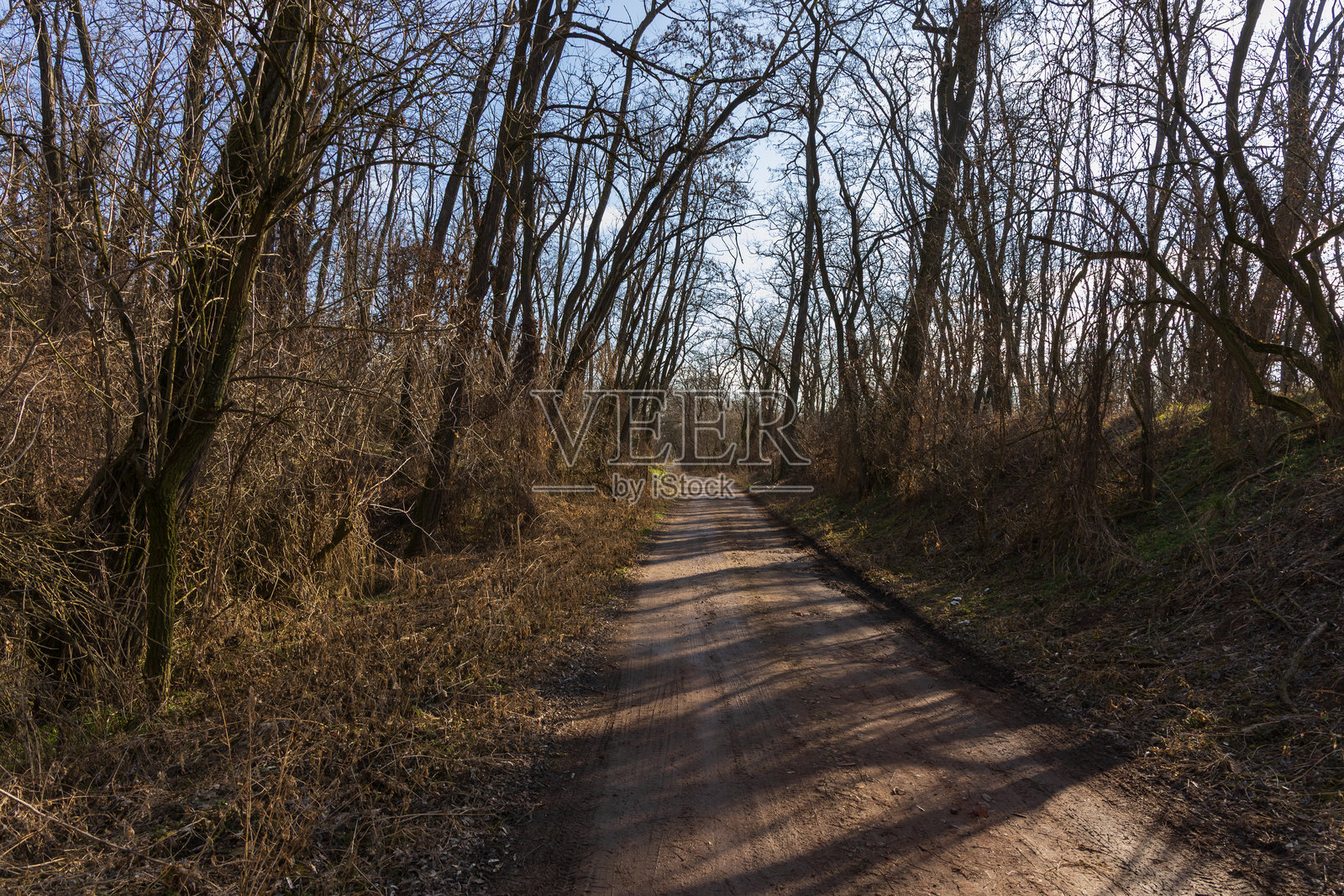 春天的白色花朵雪花莲 - 银莲花在野生森林中照片摄影图片