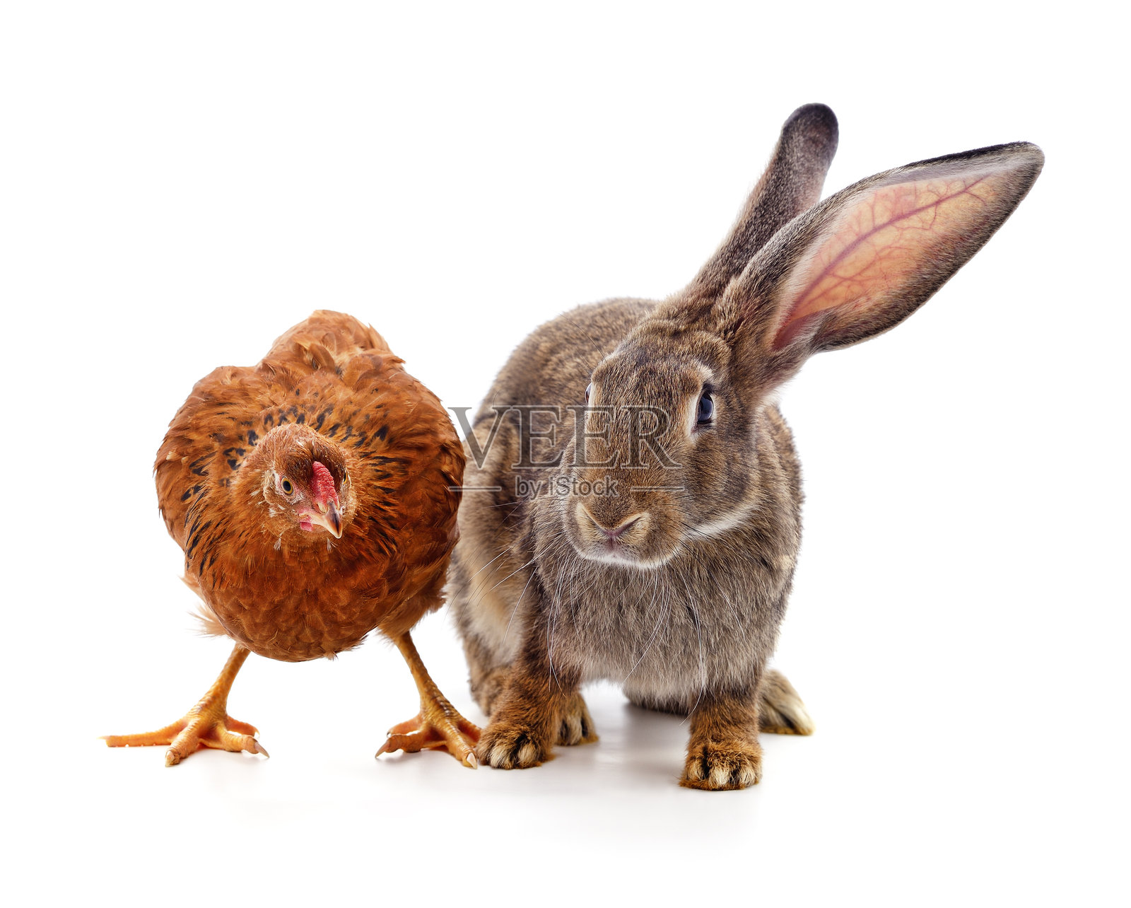 兔子和鸡。照片摄影图片
