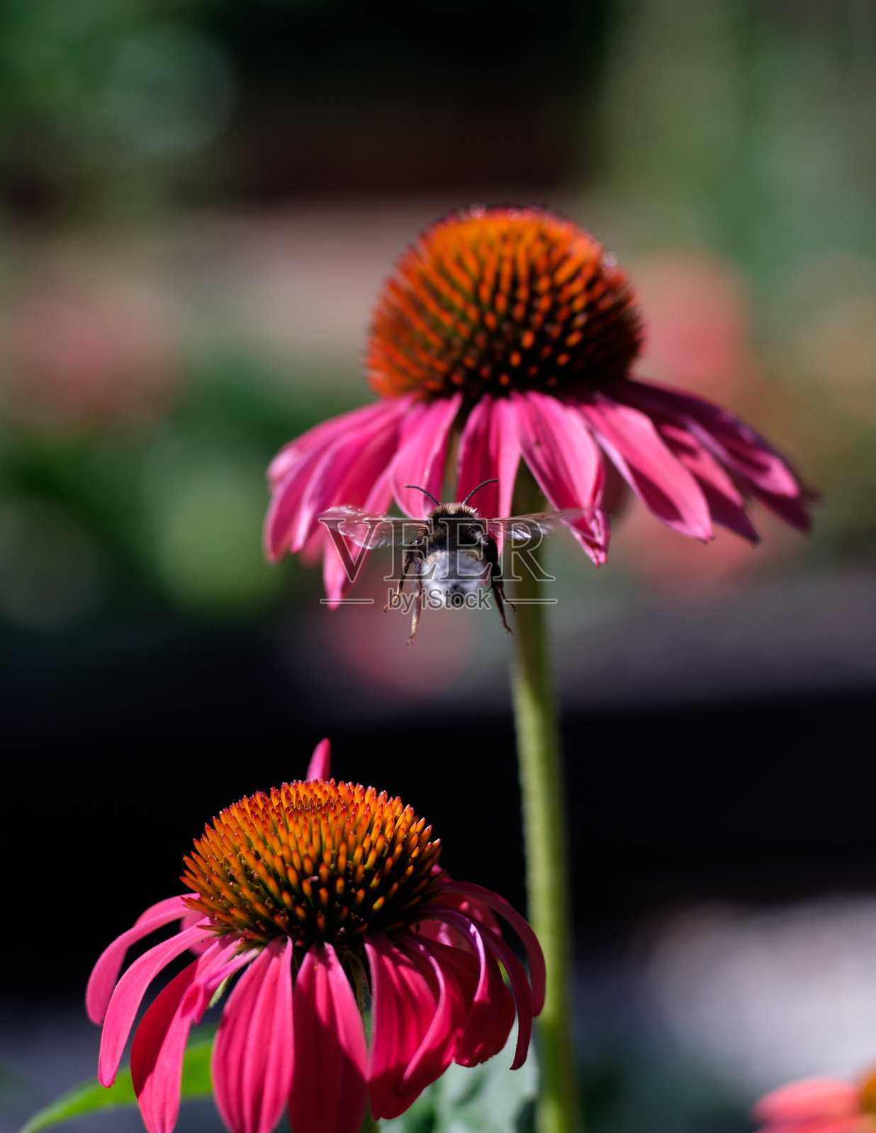 授粉通勤者照片摄影图片