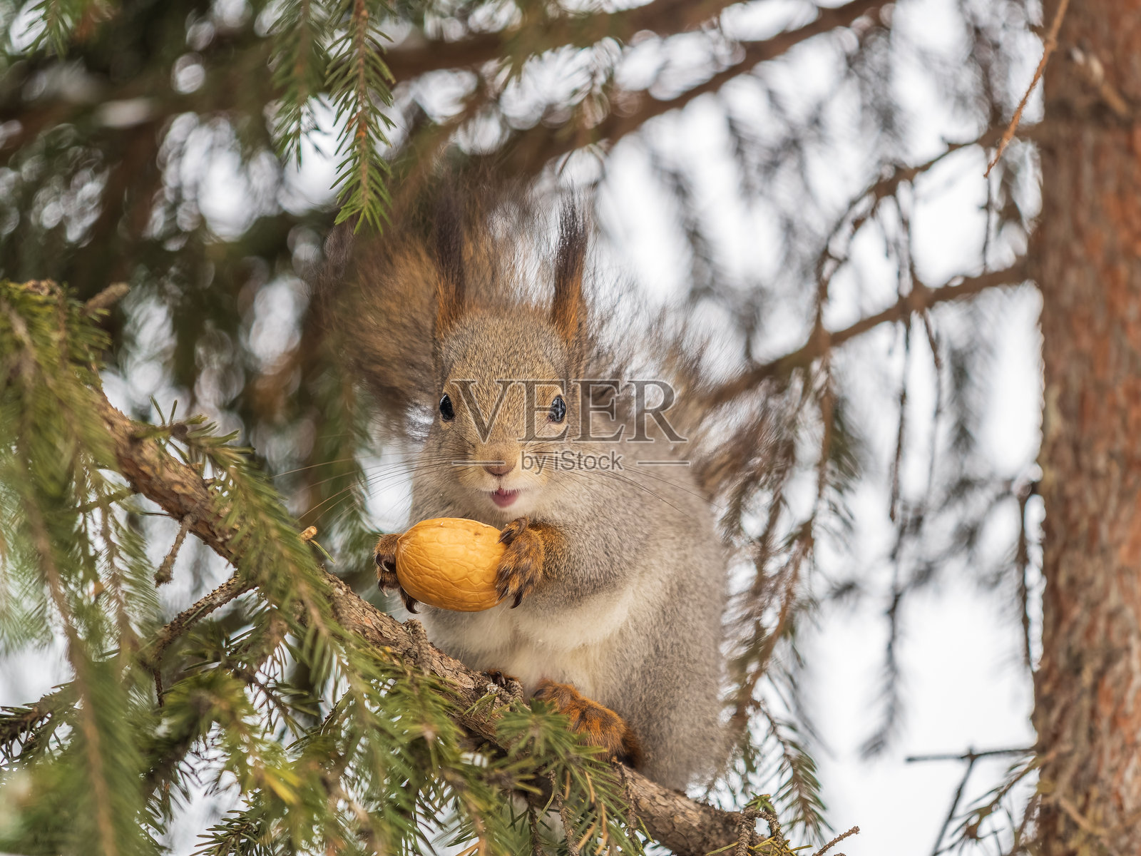 冬天或深秋，松鼠坐在树上，手里拿着坚果。照片摄影图片