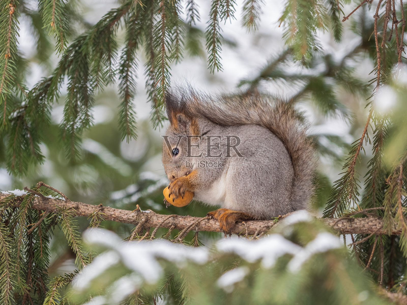 冬天或深秋，松鼠坐在树上，手里拿着坚果。照片摄影图片