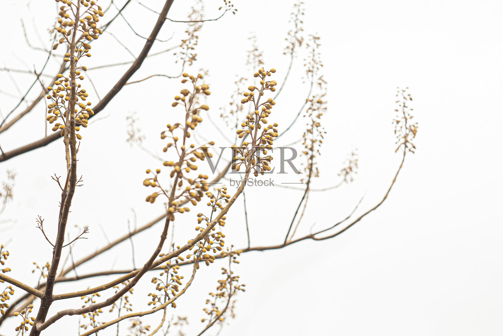 光秃树枝上的干燥泡桐种子荚照片摄影图片