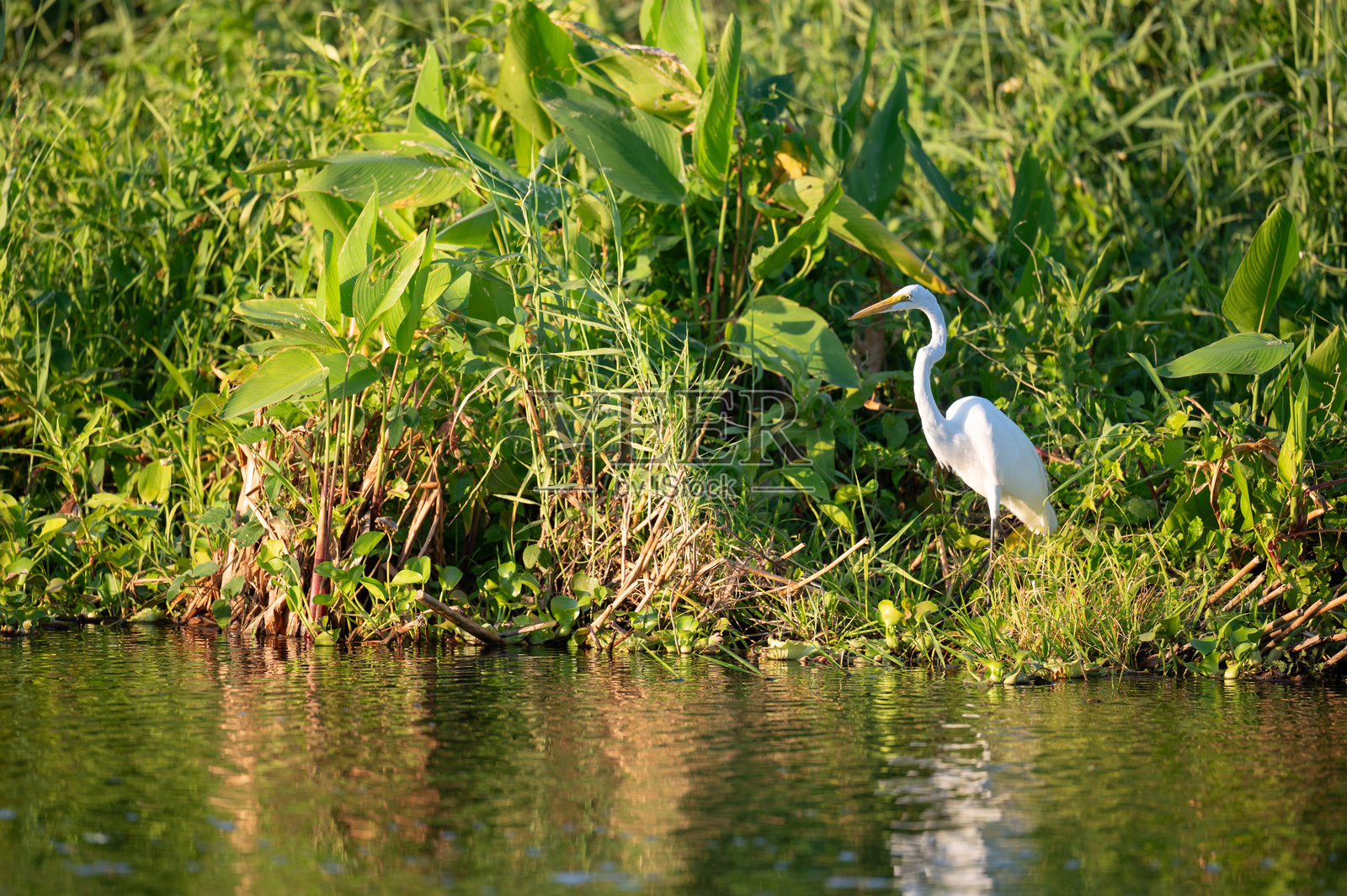 白鹭静静地站在水边，周围是郁郁葱葱的绿植照片摄影图片