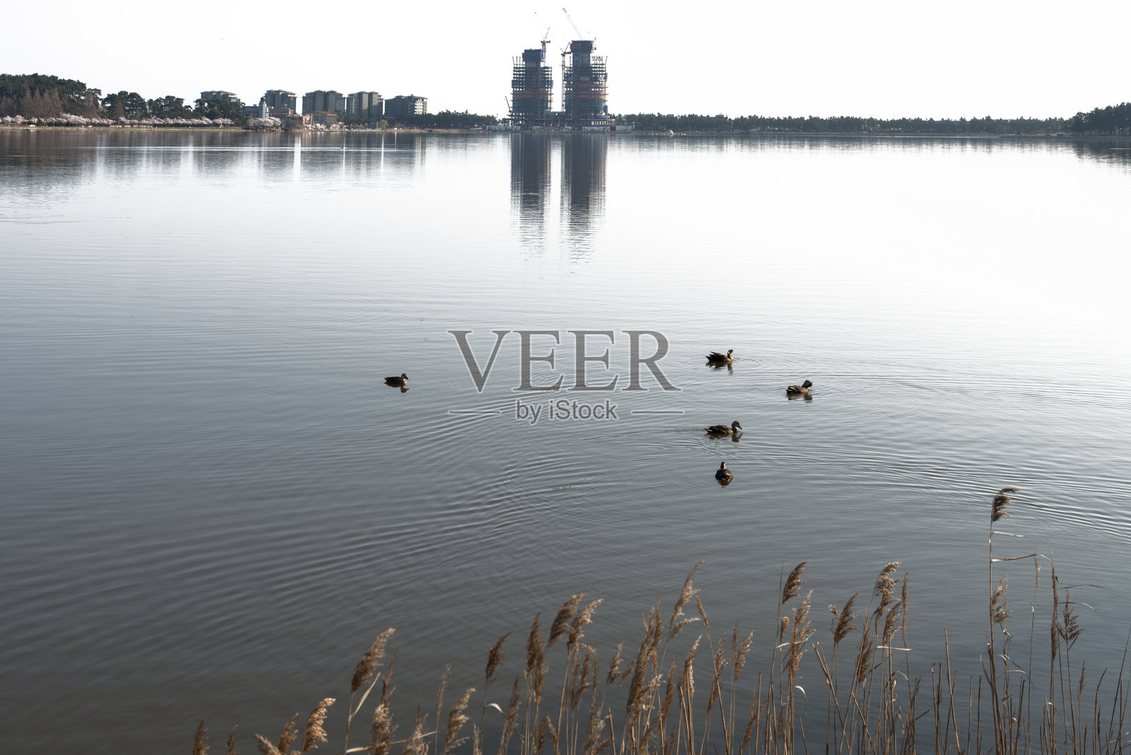 早晨野鸭在湖中游泳照片摄影图片