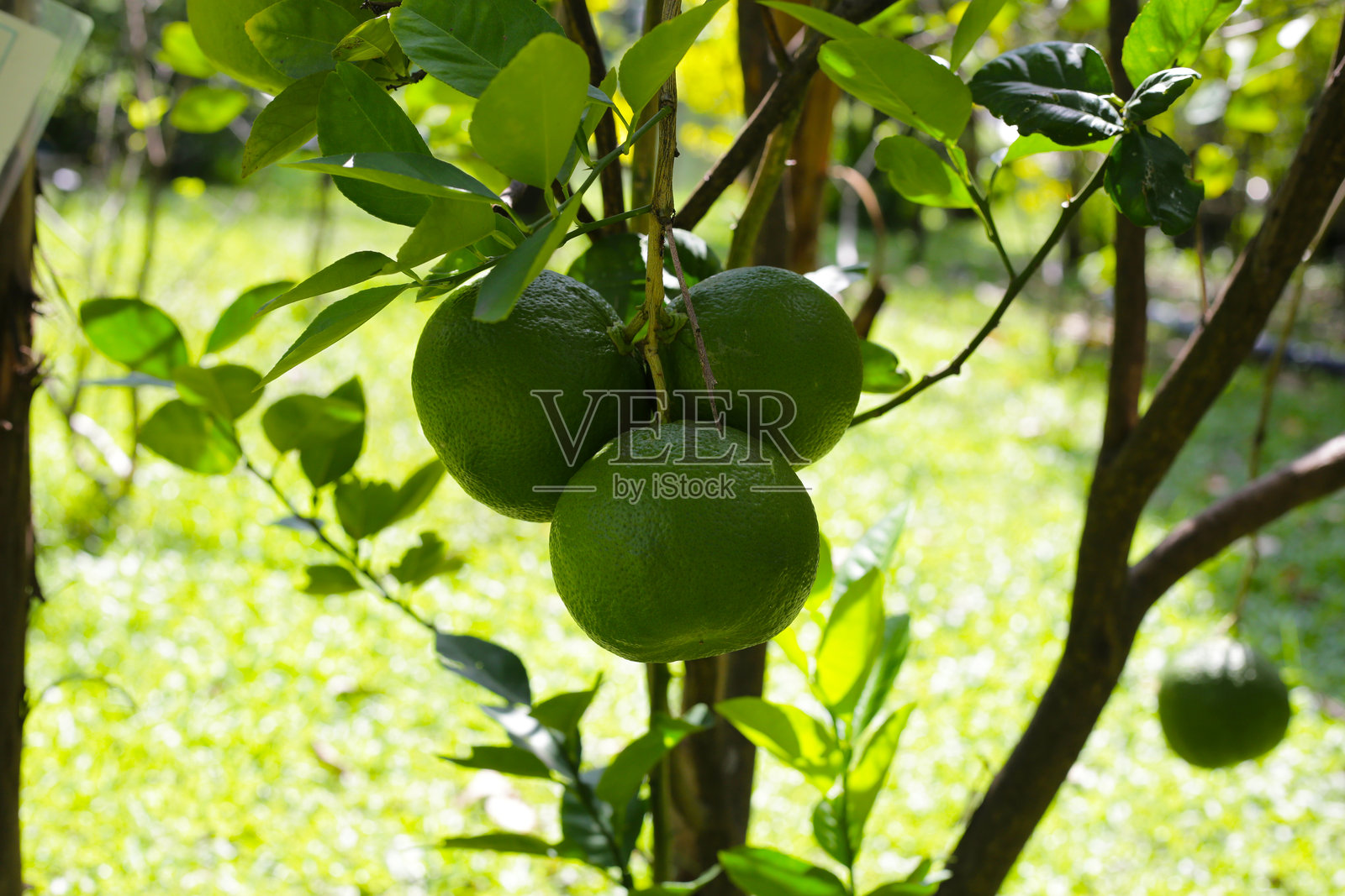 花园里树上的柚子果实照片摄影图片