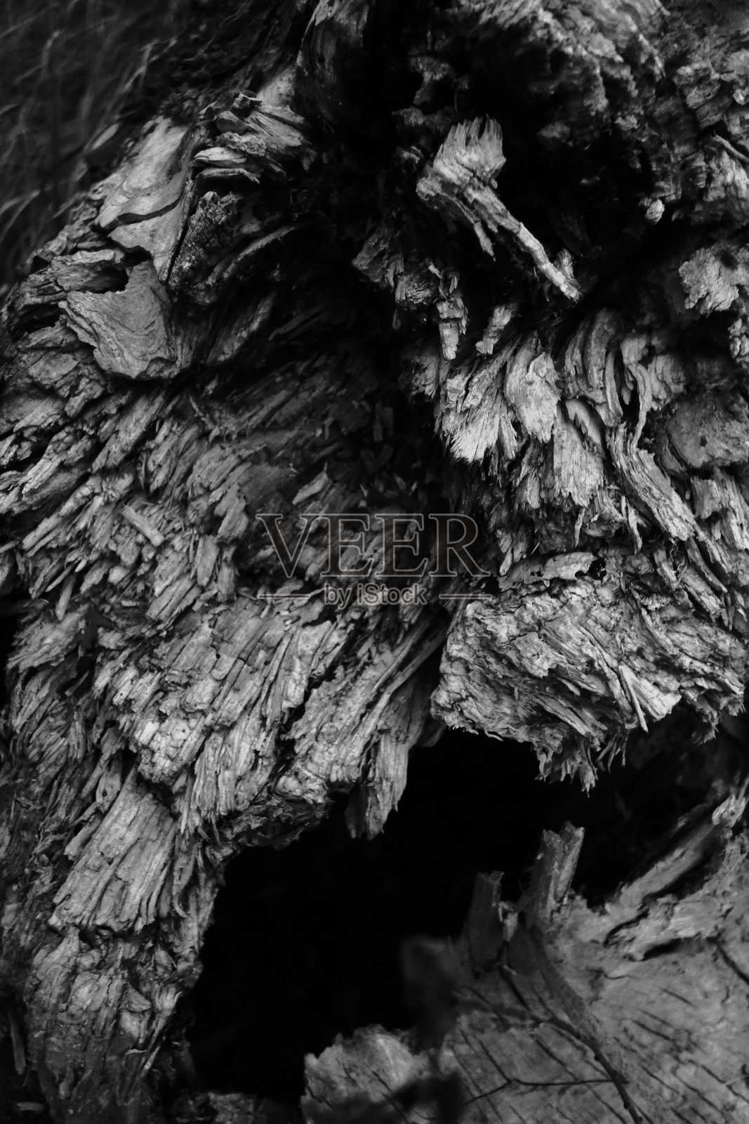 美丽的老橡木木纹裂缝，天然纹理特写，包含老旧表面的木纹裂缝，条纹纹理的老橡木，适合用作壁纸背景的装饰性木纹裂缝照片摄影图片