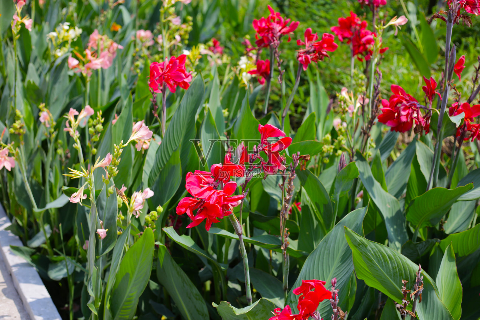 大丽花在阳光明媚的花园中高高挺立。色彩斑斓的花朵。照片摄影图片