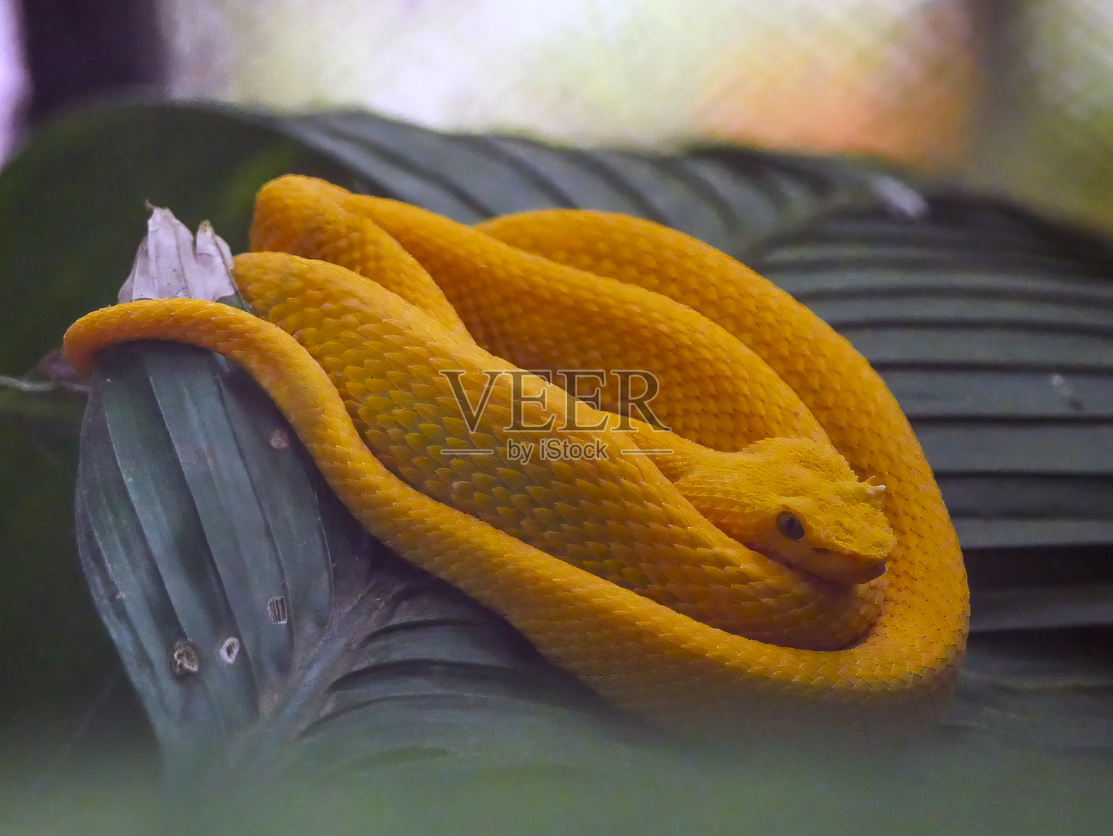 一条兰斯加毒蛇（Bothriechis nigroadspersus）蜷缩在一片叶子上。照片摄影图片