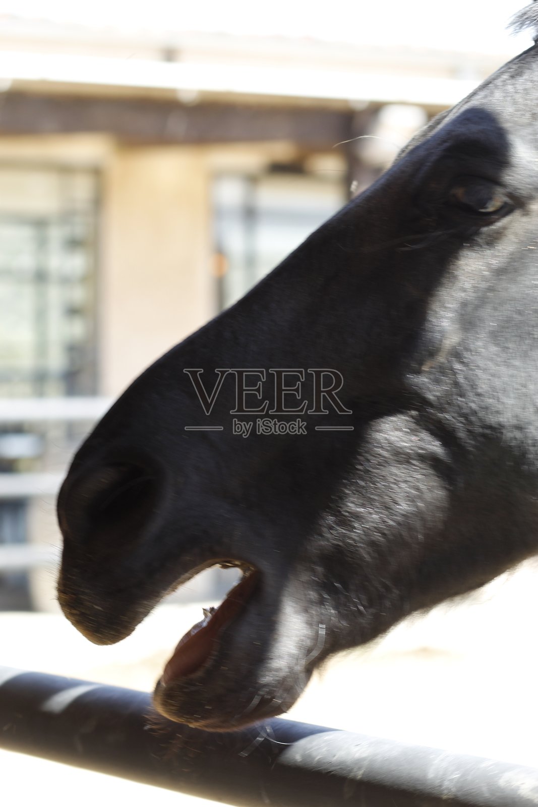 酒庄里黑马的特写肖像照片摄影图片