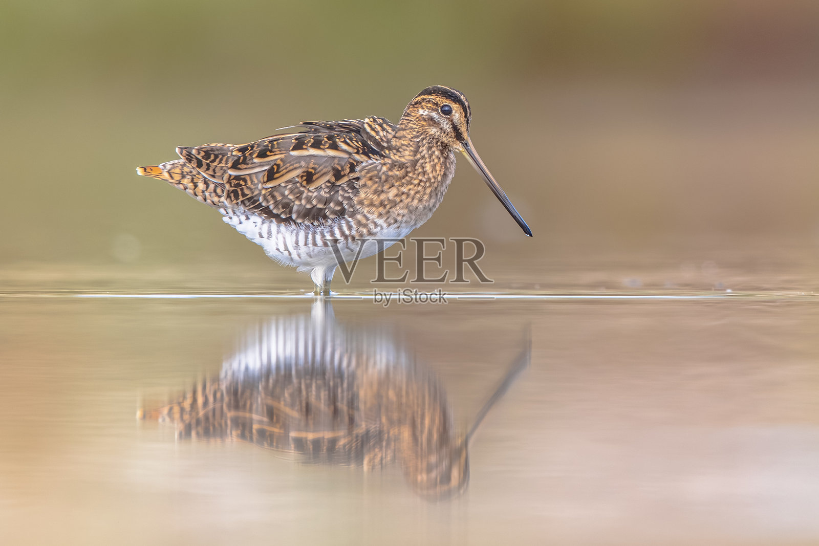 常见的狙击鸟在沼泽背景中栖息照片摄影图片