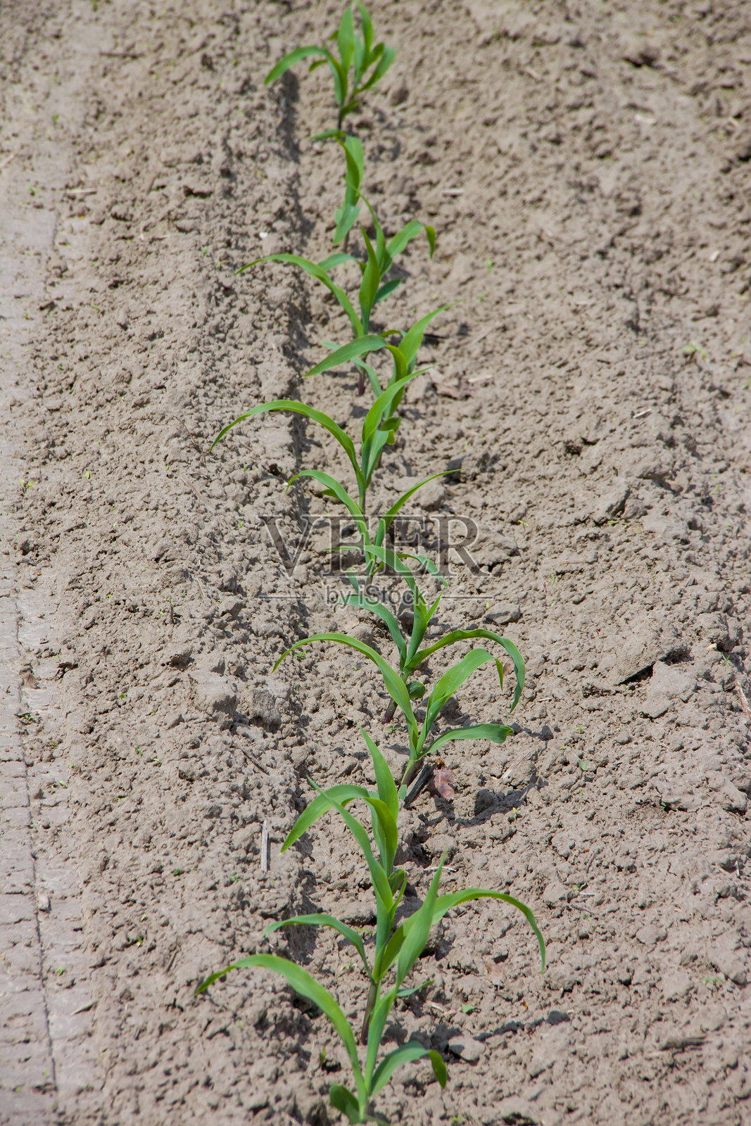 一排年轻的玉米幼苗在农田中生长。照片摄影图片