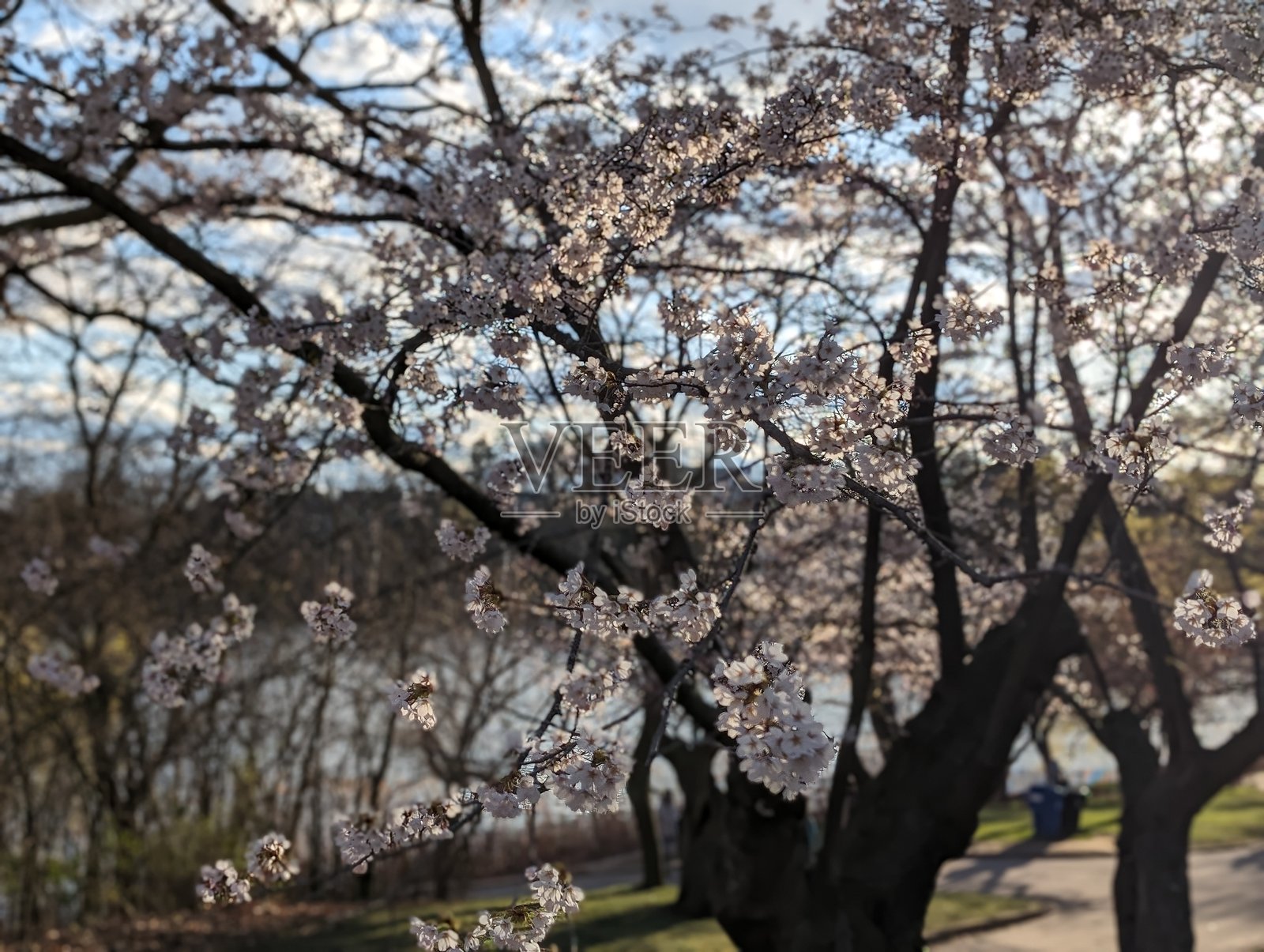 多伦多的樱花照片摄影图片