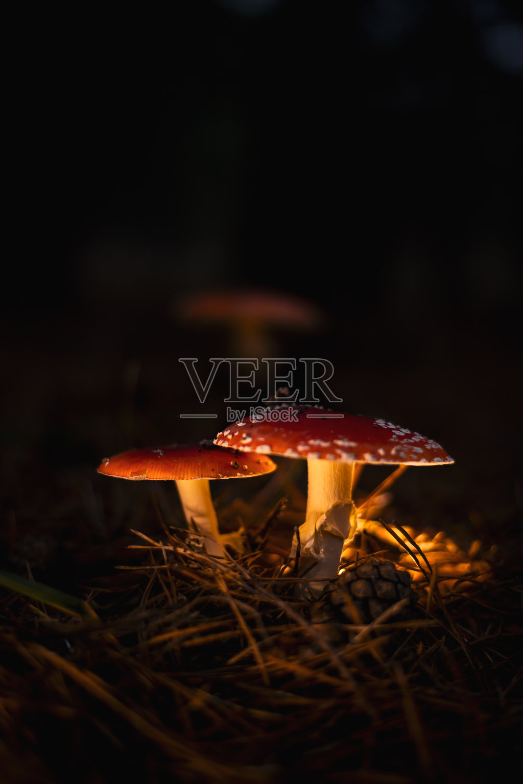 有毒的红色苍蝇伞（Amanita muscaria），一种生长在森林地面的迷幻蘑菇照片摄影图片