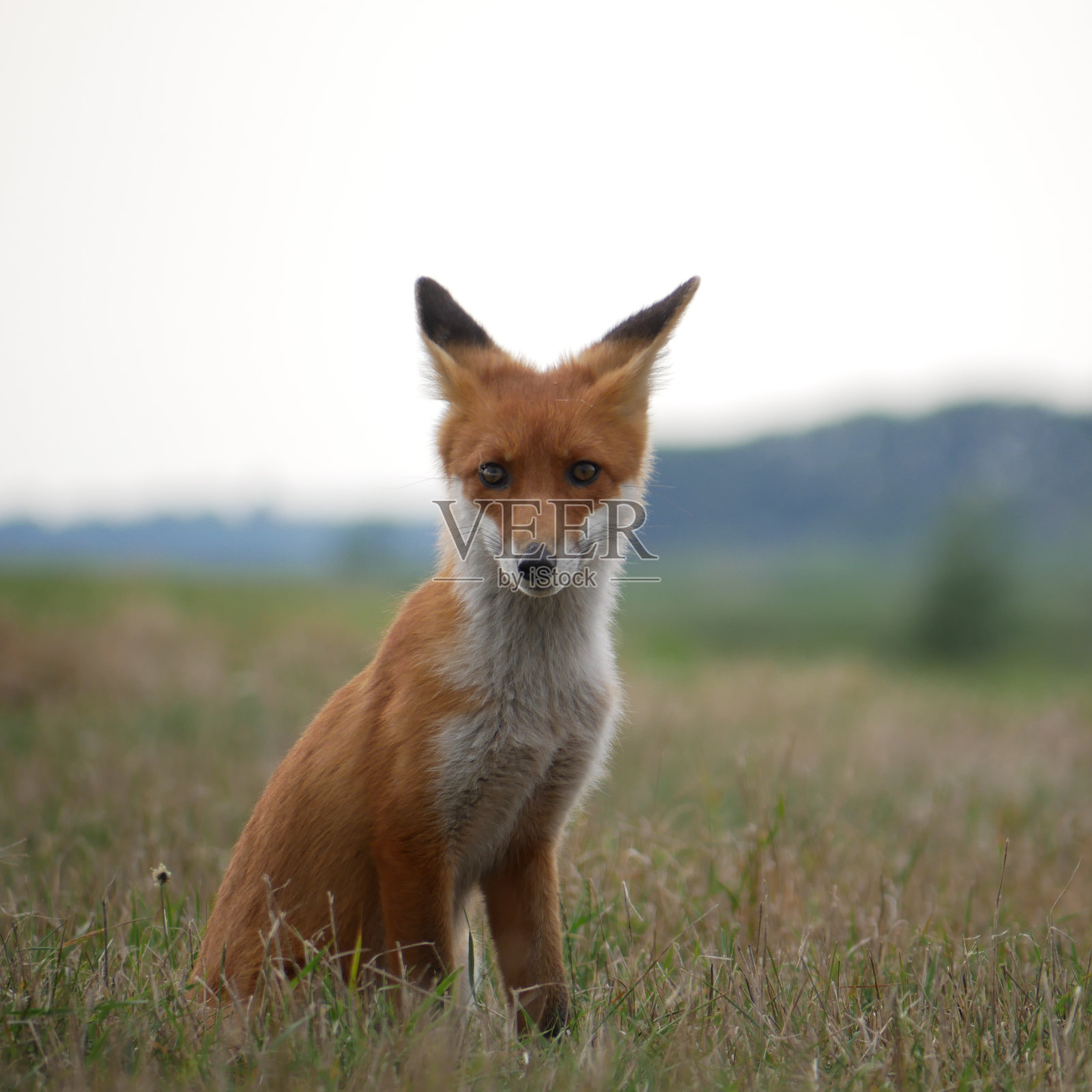 草地上的小狐狸肖像照片摄影图片