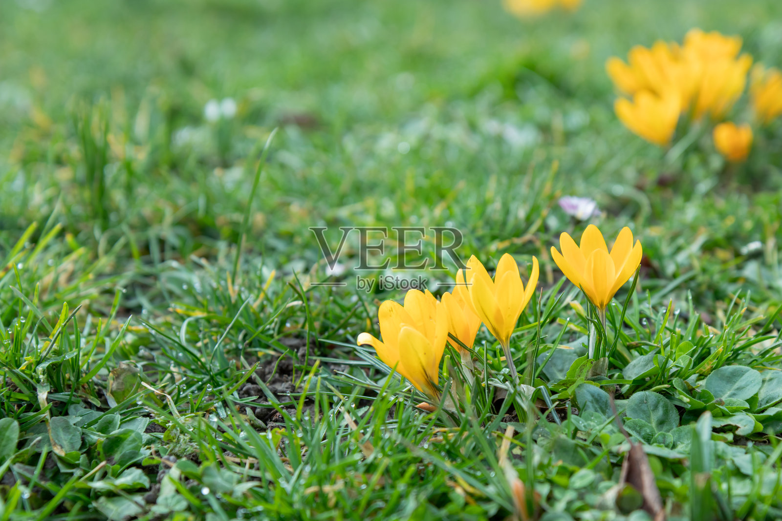 早春时节，黄色的番红花在新鲜的绿草地上盛开，特写镜头留有文字空间，横幅。照片摄影图片
