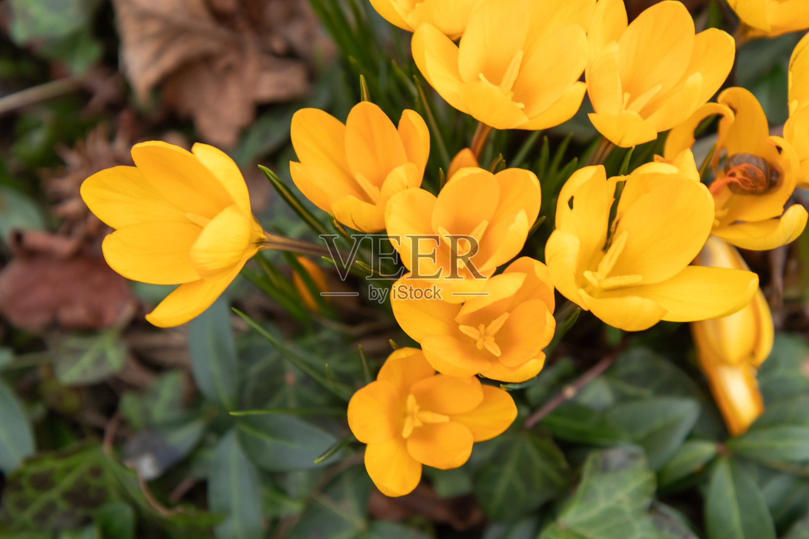 番红花 - 在早春的清新绿草地上盛开的黄色花朵，特写留有文字空间，横幅照片摄影图片