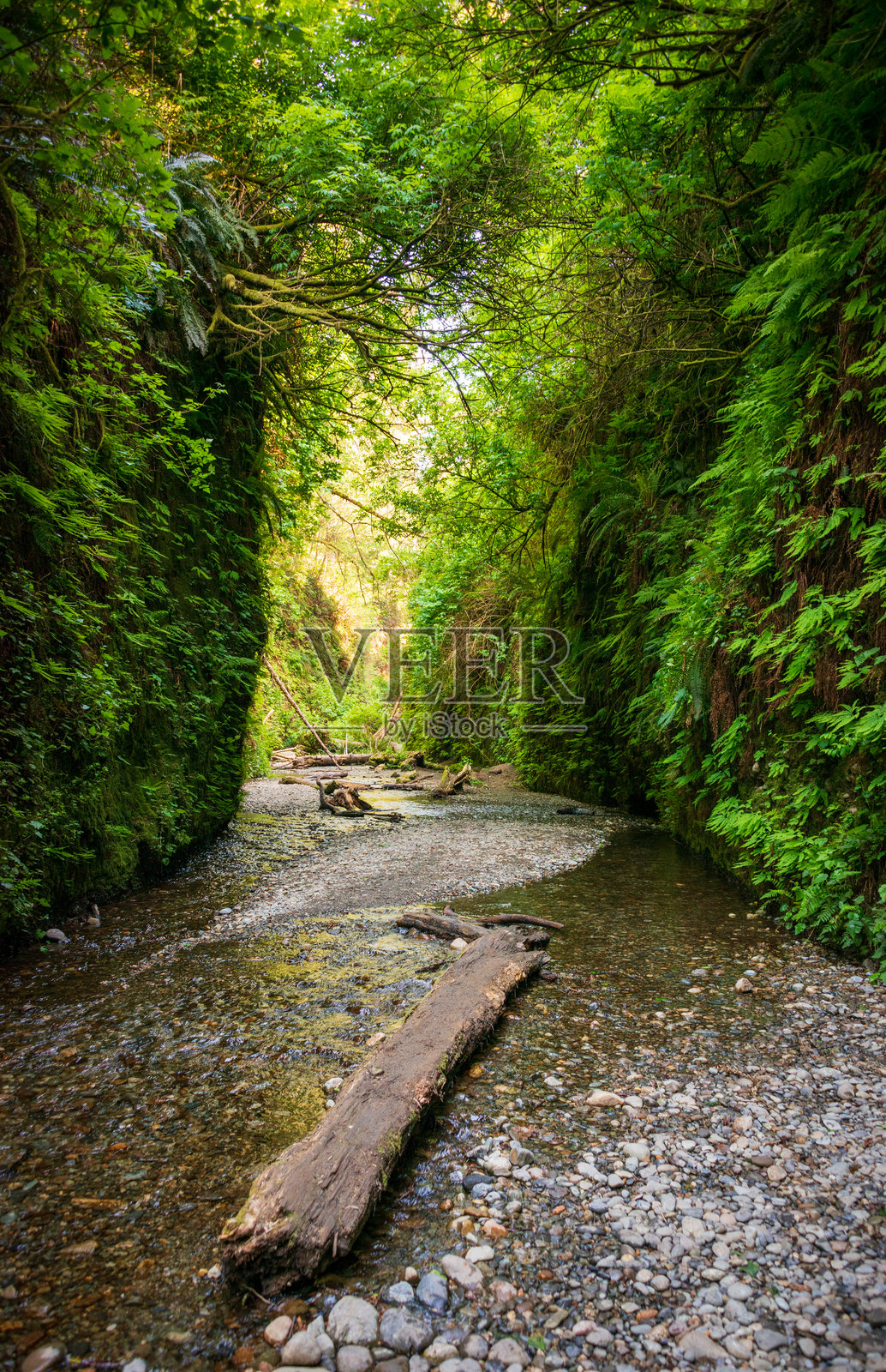 红木国家公园的蕨类峡谷照片摄影图片