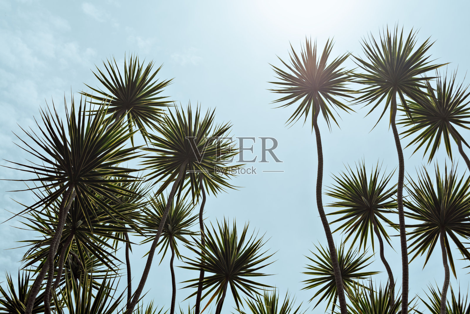 高大的热带棕榈树，尖锐的绿色叶子向明亮的蓝天伸展。阳光突显了这片异国风景的自然美。照片摄影图片