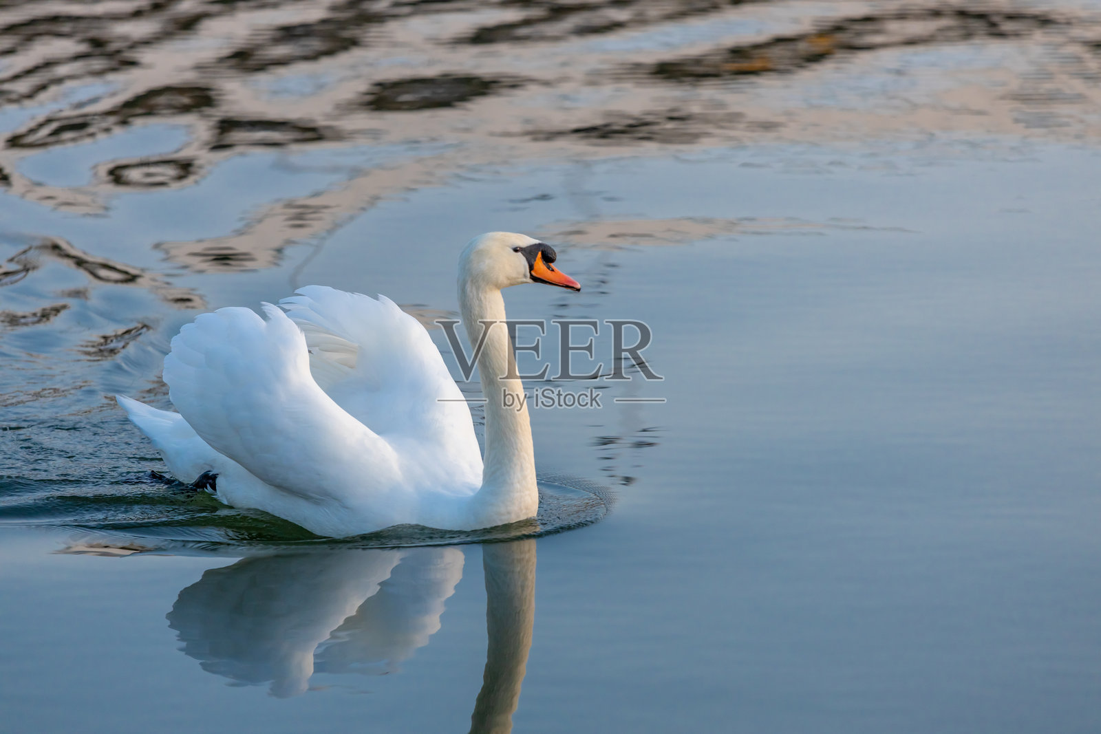 美丽的白天鹅在日落时分的河中游泳照片摄影图片