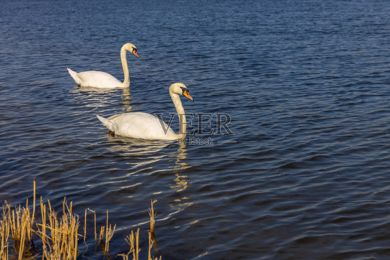 美丽的白天鹅在日落时分的河中游泳照片摄影图片
