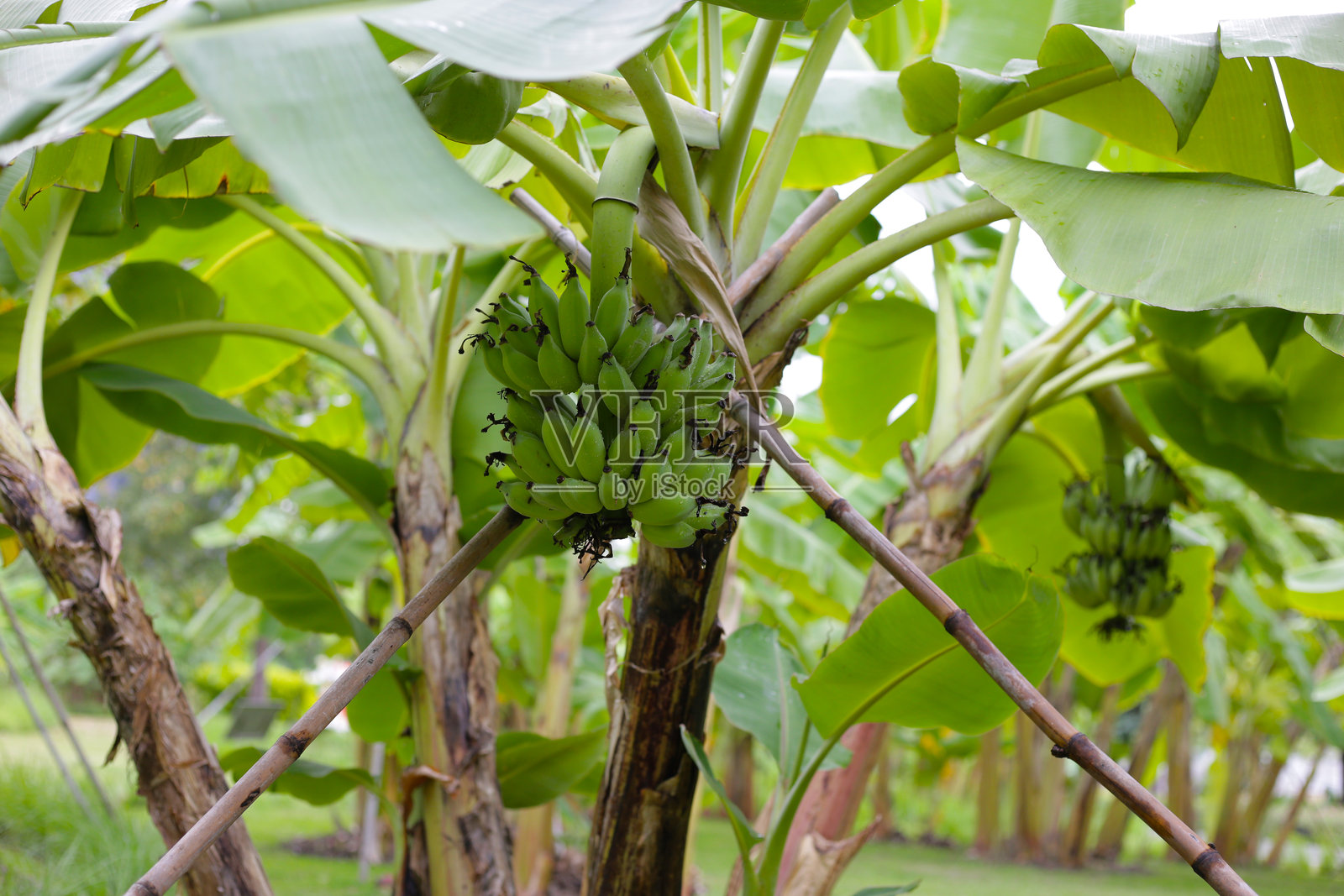 一大串未成熟的绿色香蕉挂在香蕉树上。照片摄影图片
