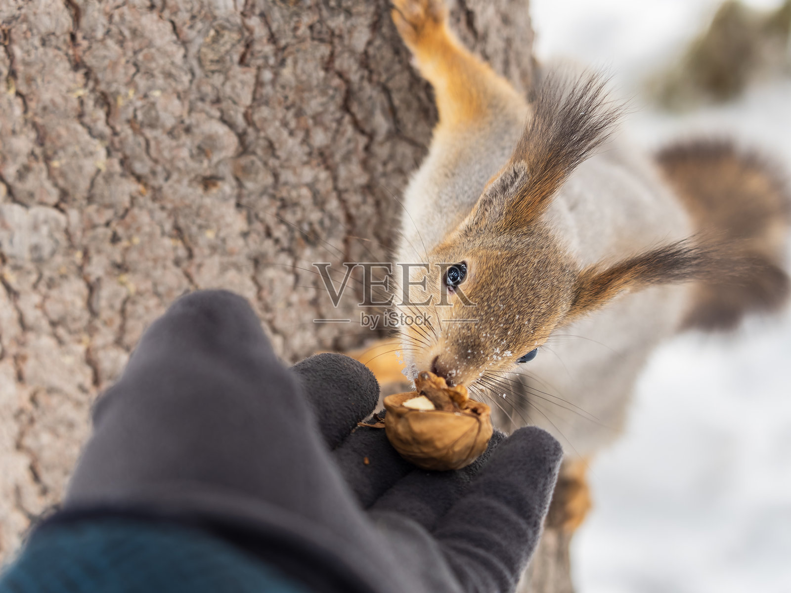 松鼠从一个男人的手中吃坚果。冬天或秋天照顾动物。照片摄影图片