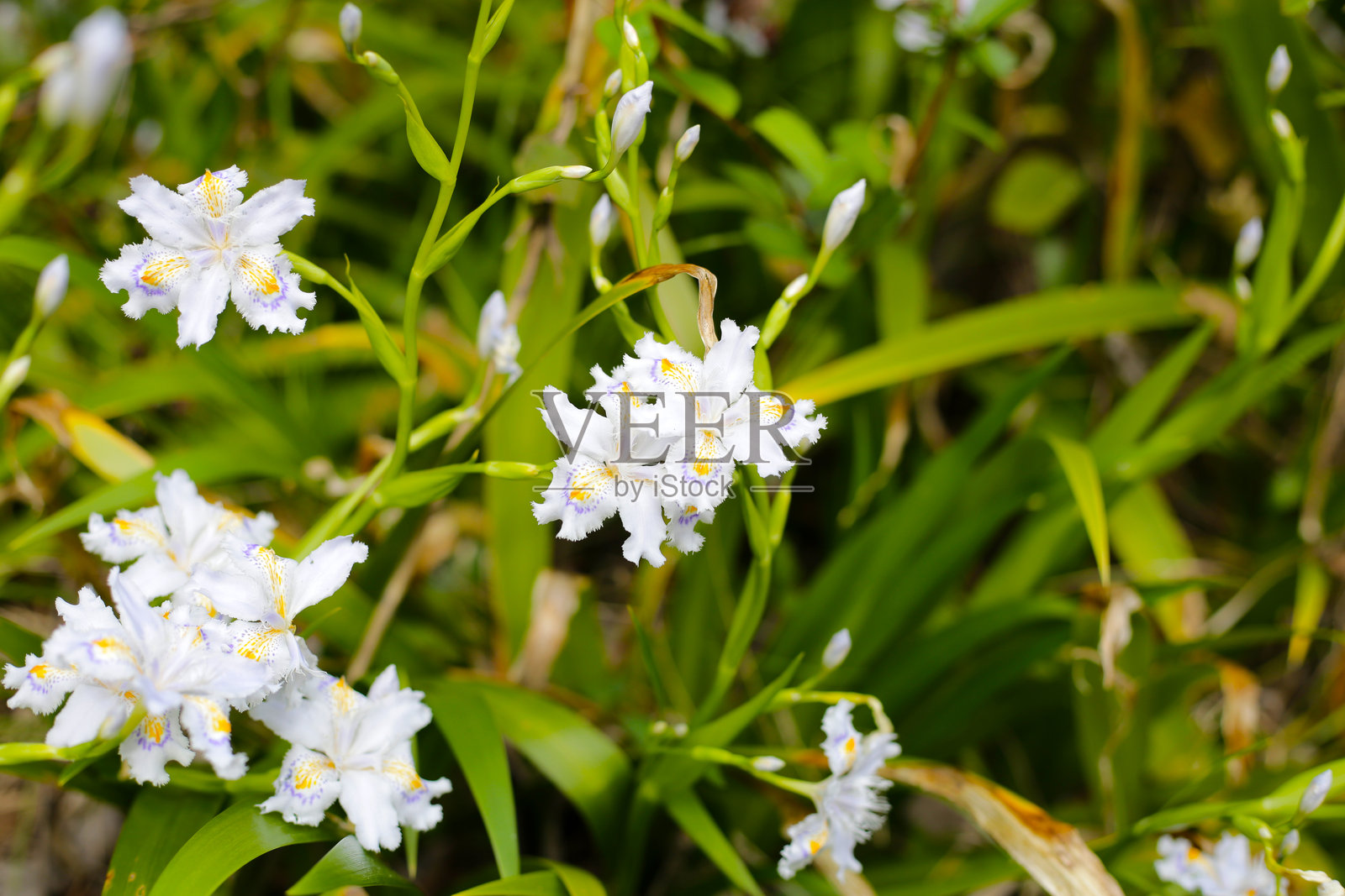 日本公园中的美丽鸢尾花照片摄影图片